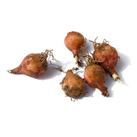 Lampagioni