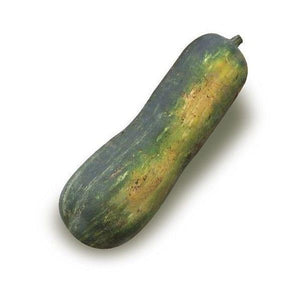 Zucca Napoli