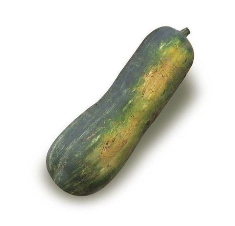Zucca Napoli